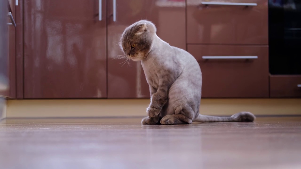 一只小猫坐在英国厨房里洗衣服。一只修剪整齐的灰猫舔着它的爪子。视频素材