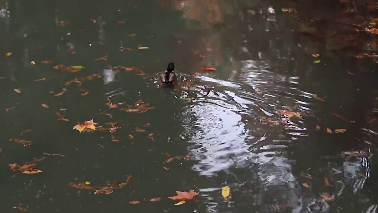 秋天的意大利米兰，一只鸭子在湖里游泳视频素材