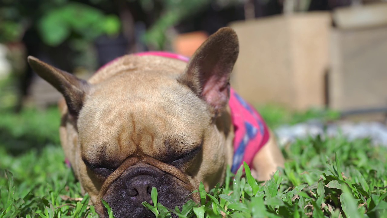 一只法国斗牛犬懒洋洋地躺在花园的阳光下。视频素材