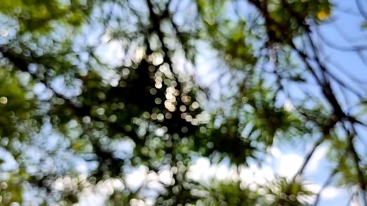 散景:光线在太阳背景下穿过树叶视频素材