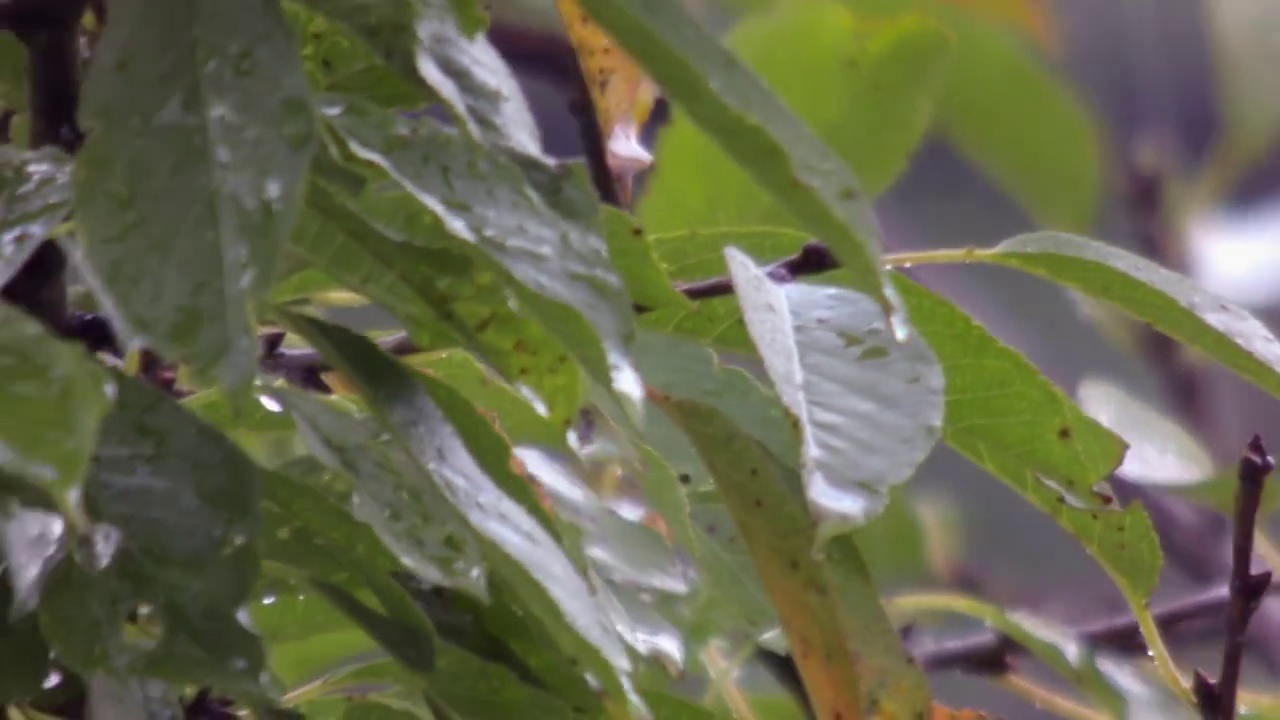 大雨落在苹果的树枝和树叶上- 051视频素材