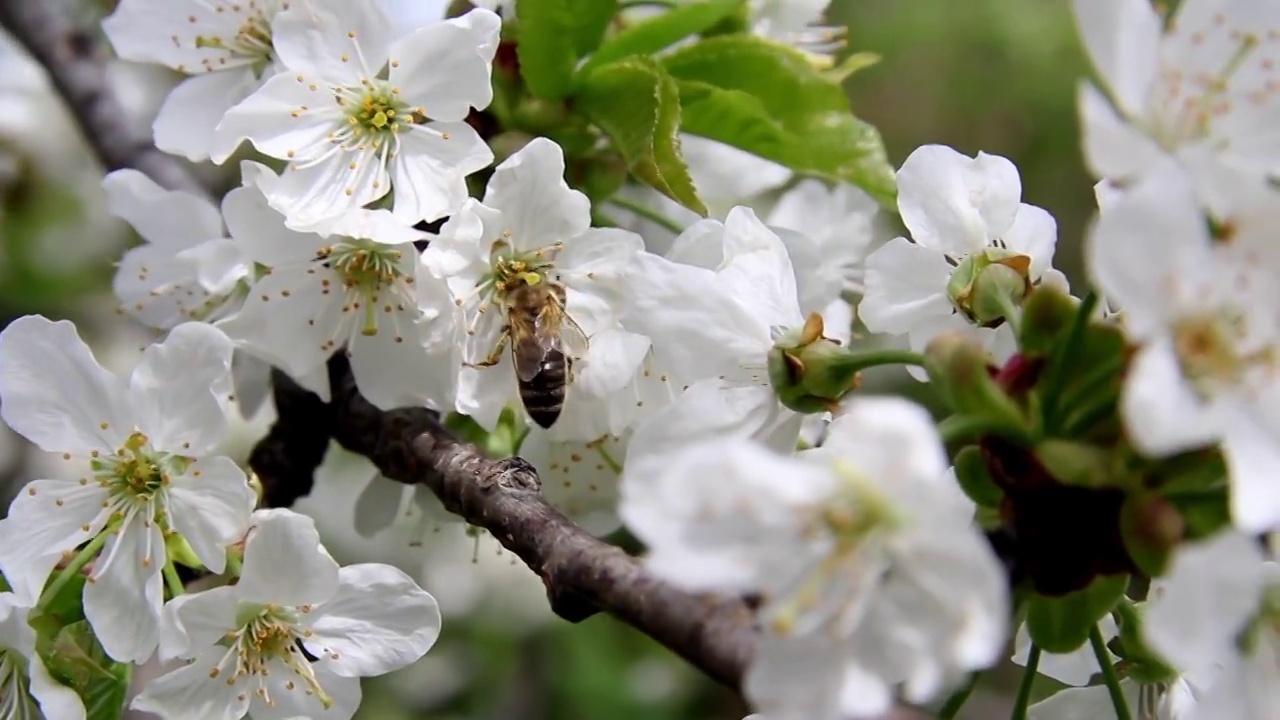 蜜蜂寻找花粉从白花苹果- 9795视频素材