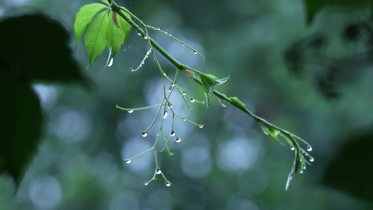 一场大雨过后，春雨滴在树叶上是美丽的，清脆如哨子。春雨过后，风中的树枝。在上面你可以看到雨滴，像水晶一样视频素材