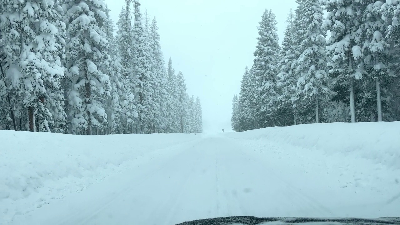 在下雪的路上，高大的松树排列在路的两边视频下载