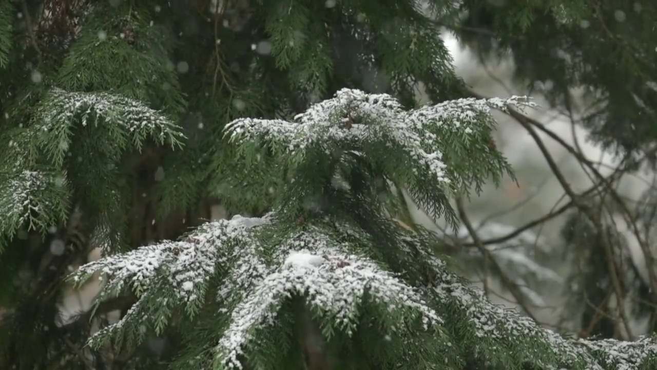 秋叶树和雪花在一月视频素材