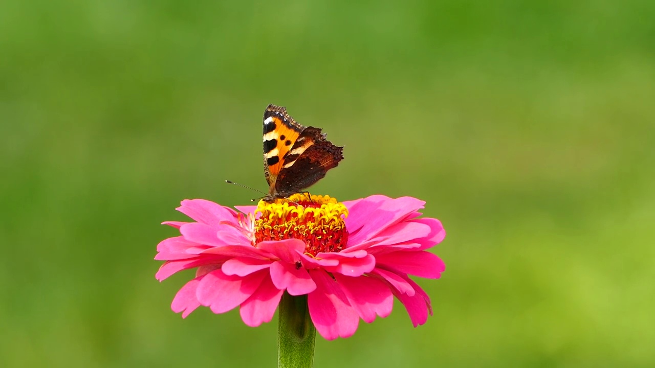 小龟甲蝴蝶(Aglais urticae)在粉红色百日菊花上，股票视频视频下载