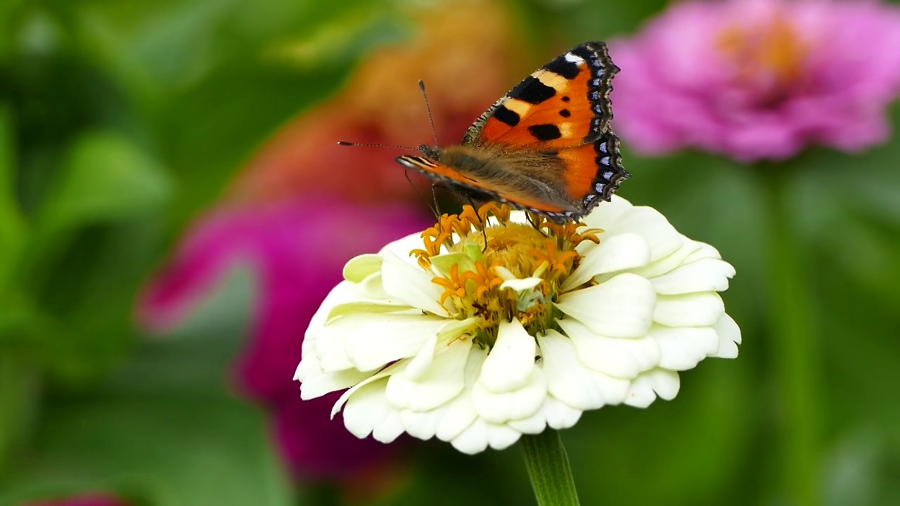 花园里的白色百日菊花上有一种小龟甲蝴蝶——Aglais urticae视频下载