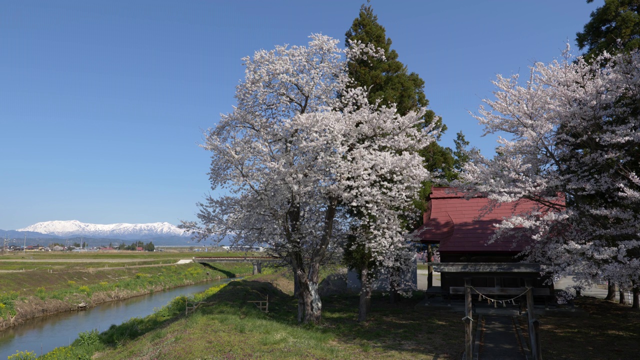 福島県喜多方市より望む冠雪した飯豊山と満開の桜 (Snowy Mountains over Cherry Blossoms in the Countryside of Japan)视频素材