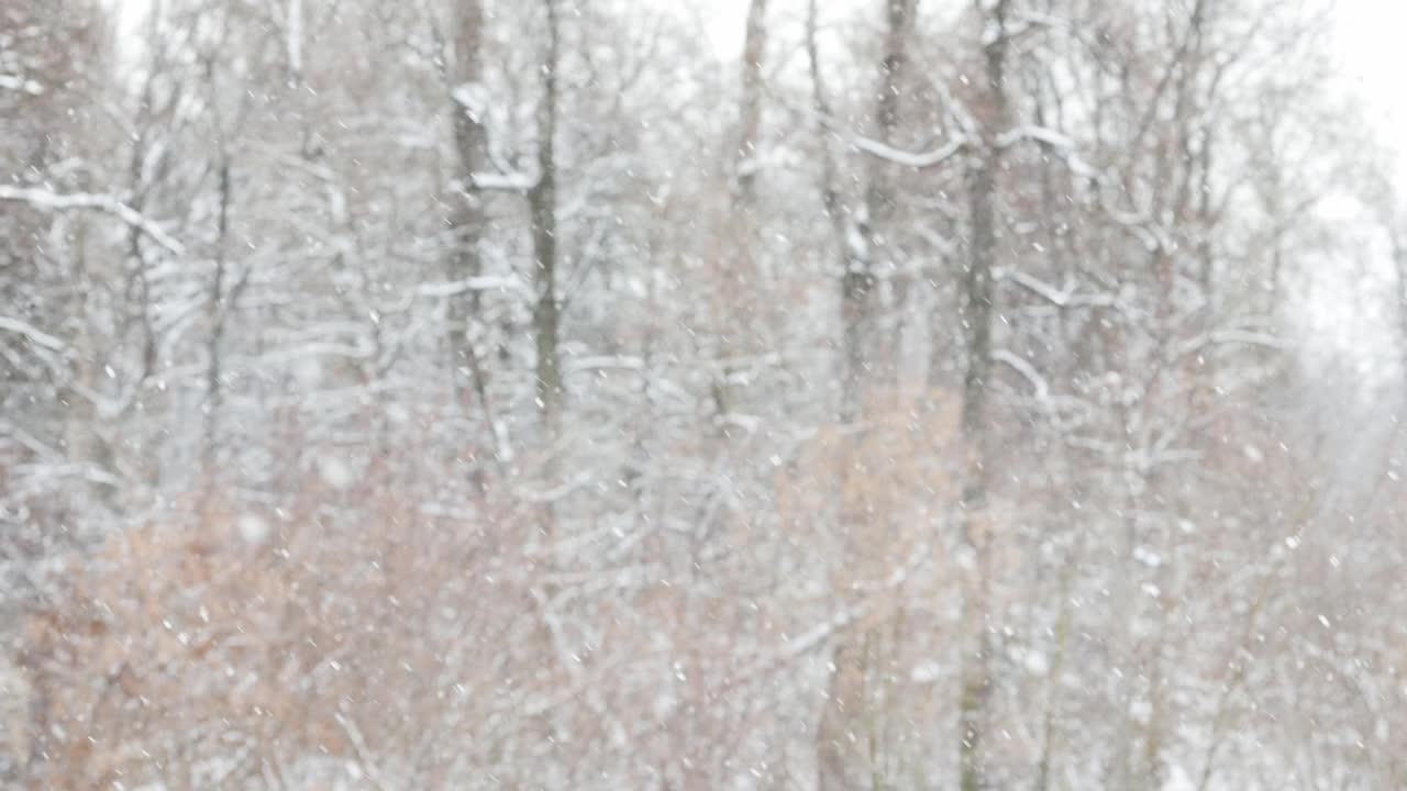 在阴天在模糊的冬季森林背景上的降雪视频素材