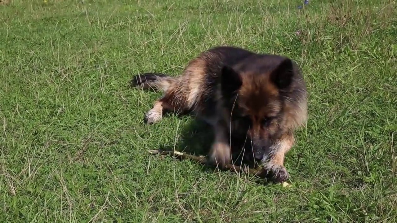 德国牧羊犬视频素材