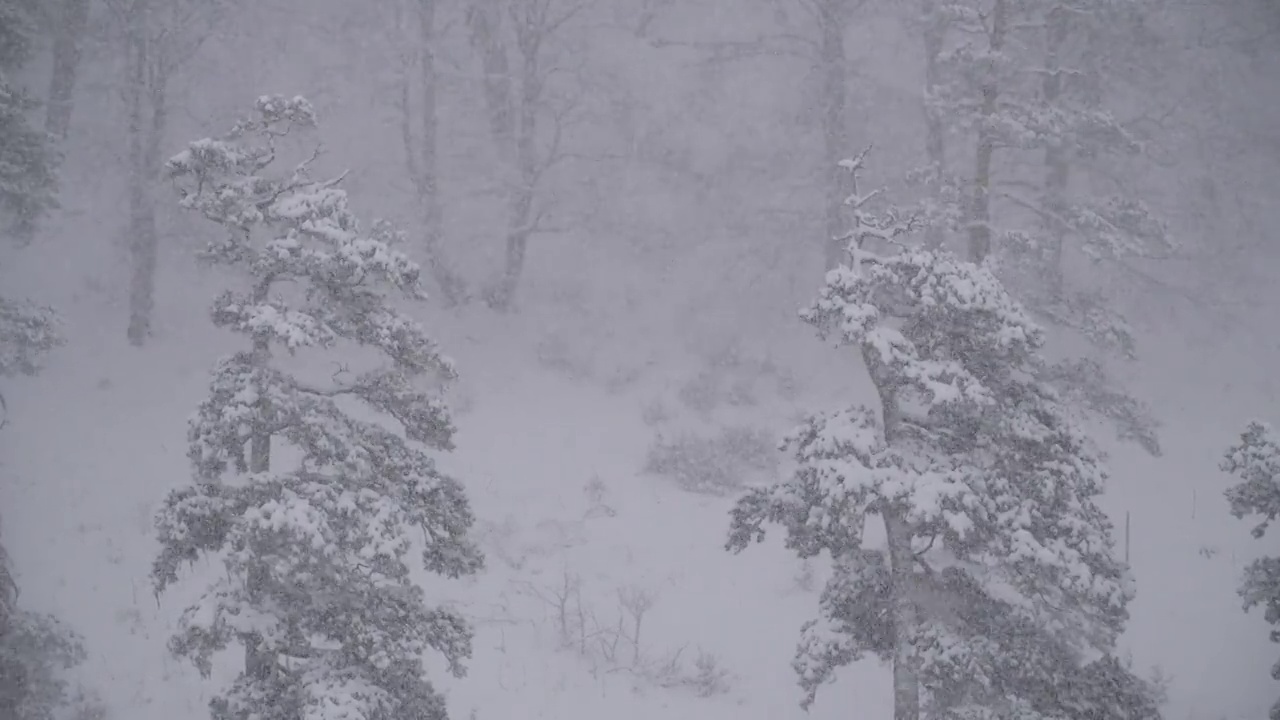 大雪和云杉视频素材