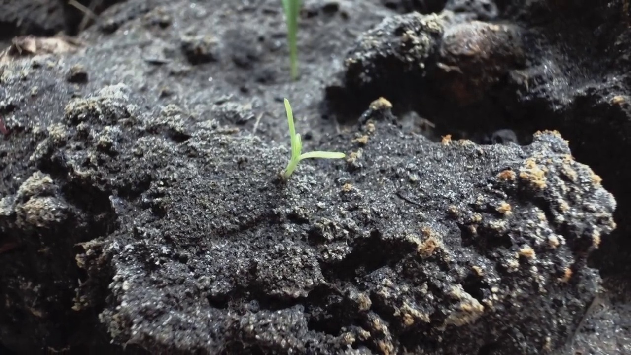 温室里漂亮的年轻绿色植物。视频素材