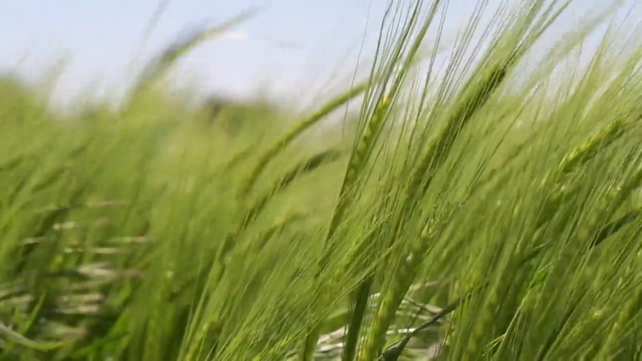 夏风中田园风光，低角度观赏植物摇曳视频素材