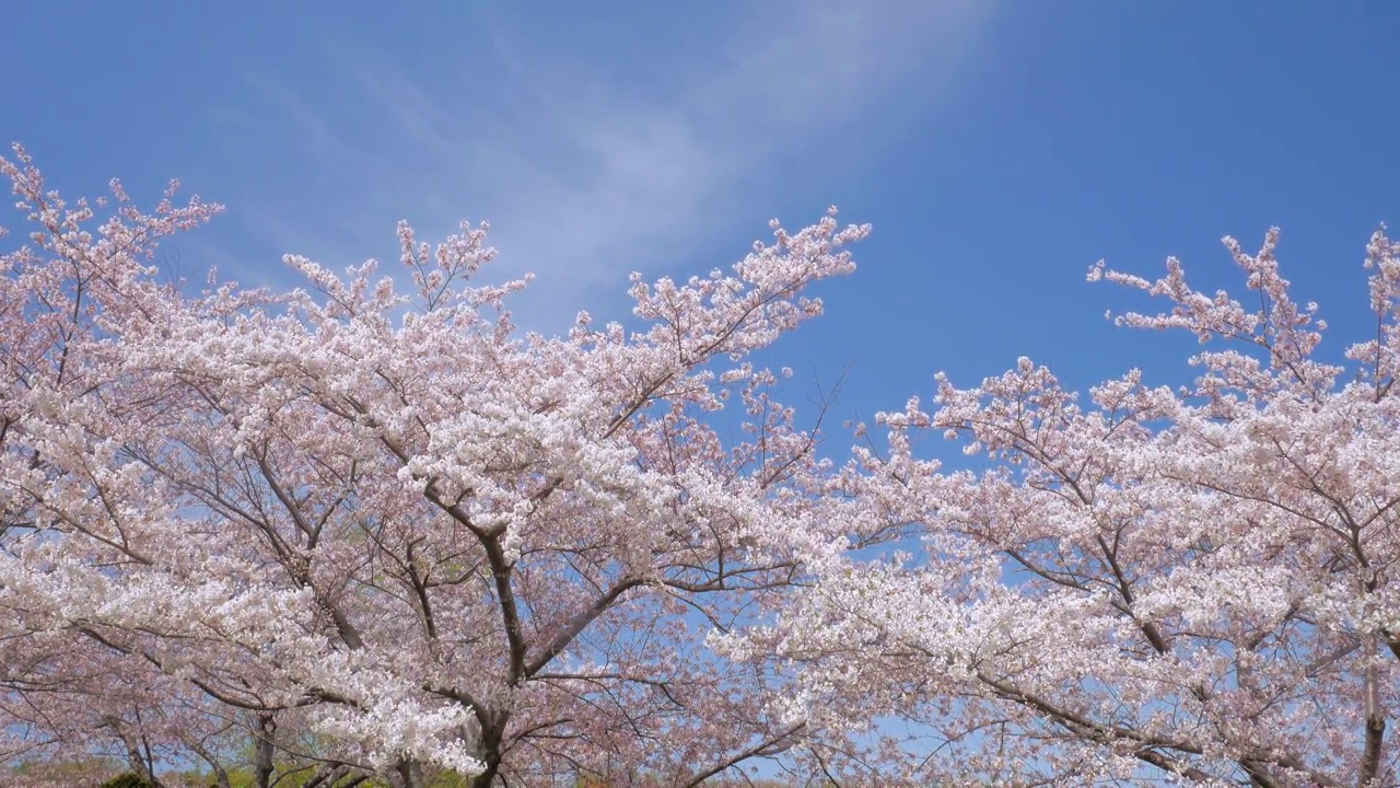 樱花,樱花视频素材