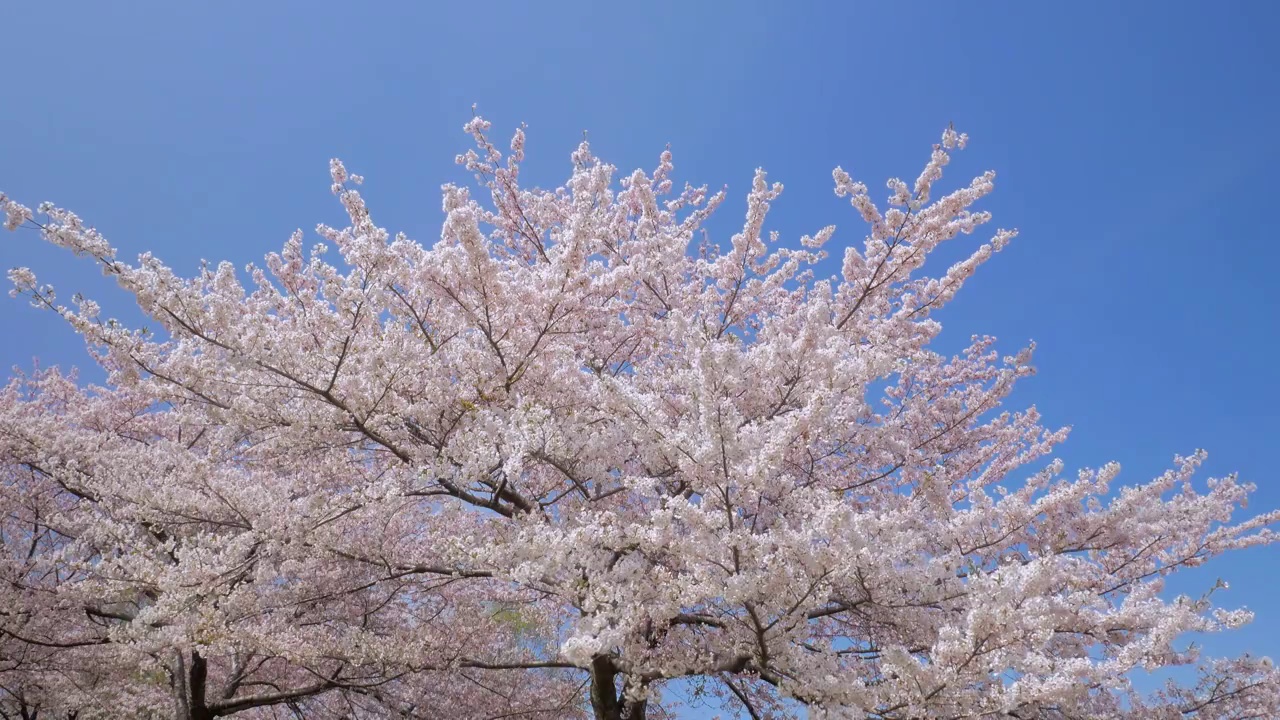 樱花,樱花视频素材