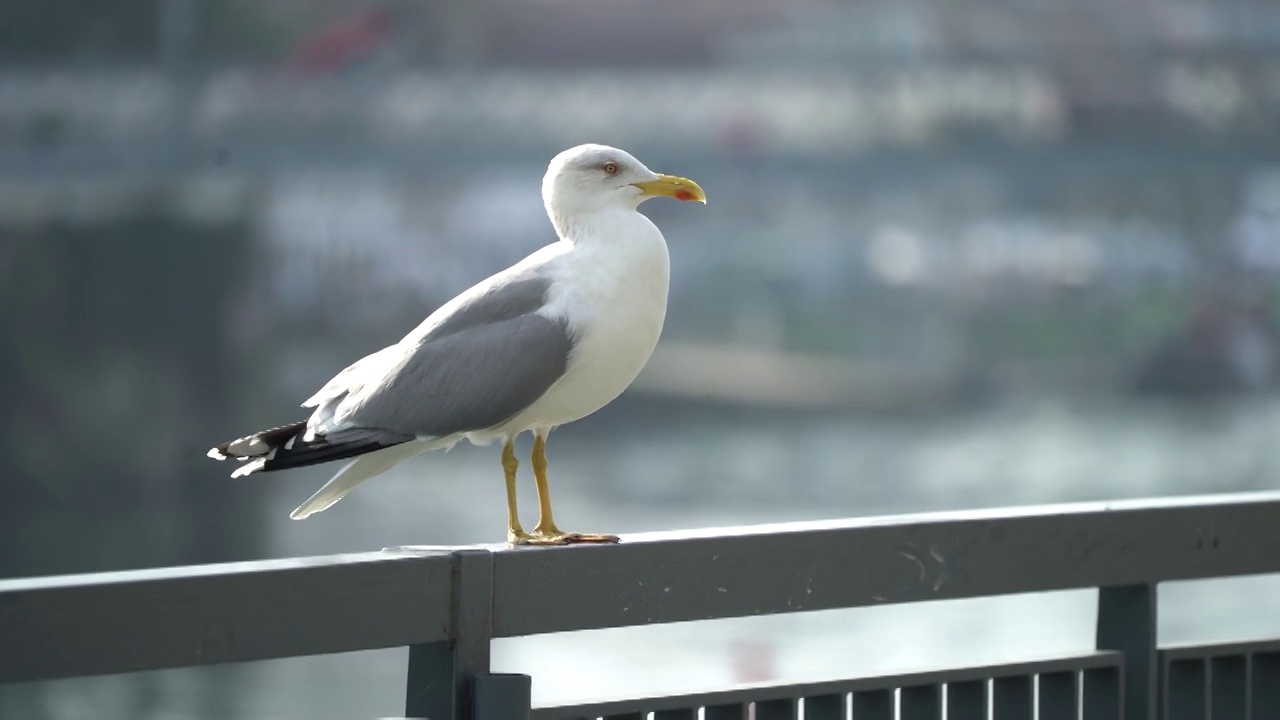 海鸥——鸟——海洋视频素材