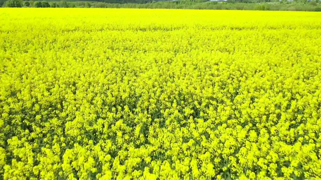 春天黄油菜籽田。视频素材