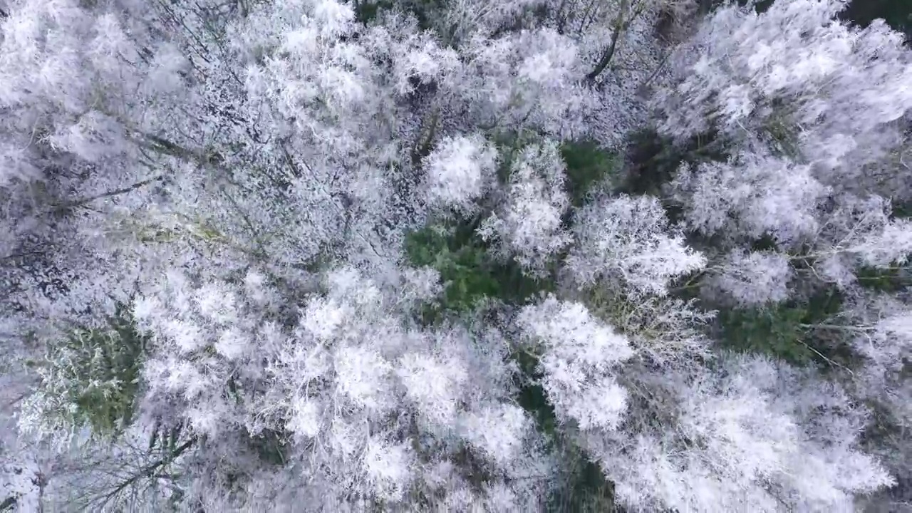 鸟瞰冰雪覆盖的冬季森林。视频素材