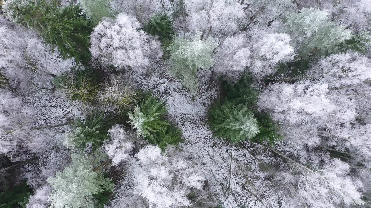 鸟瞰冰雪覆盖的冬季森林。视频素材