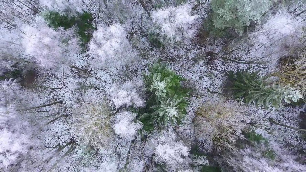 鸟瞰冰雪覆盖的冬季森林。视频素材