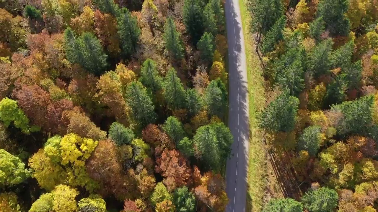 法国秋天，穿过孚日山脉森林的路视频素材