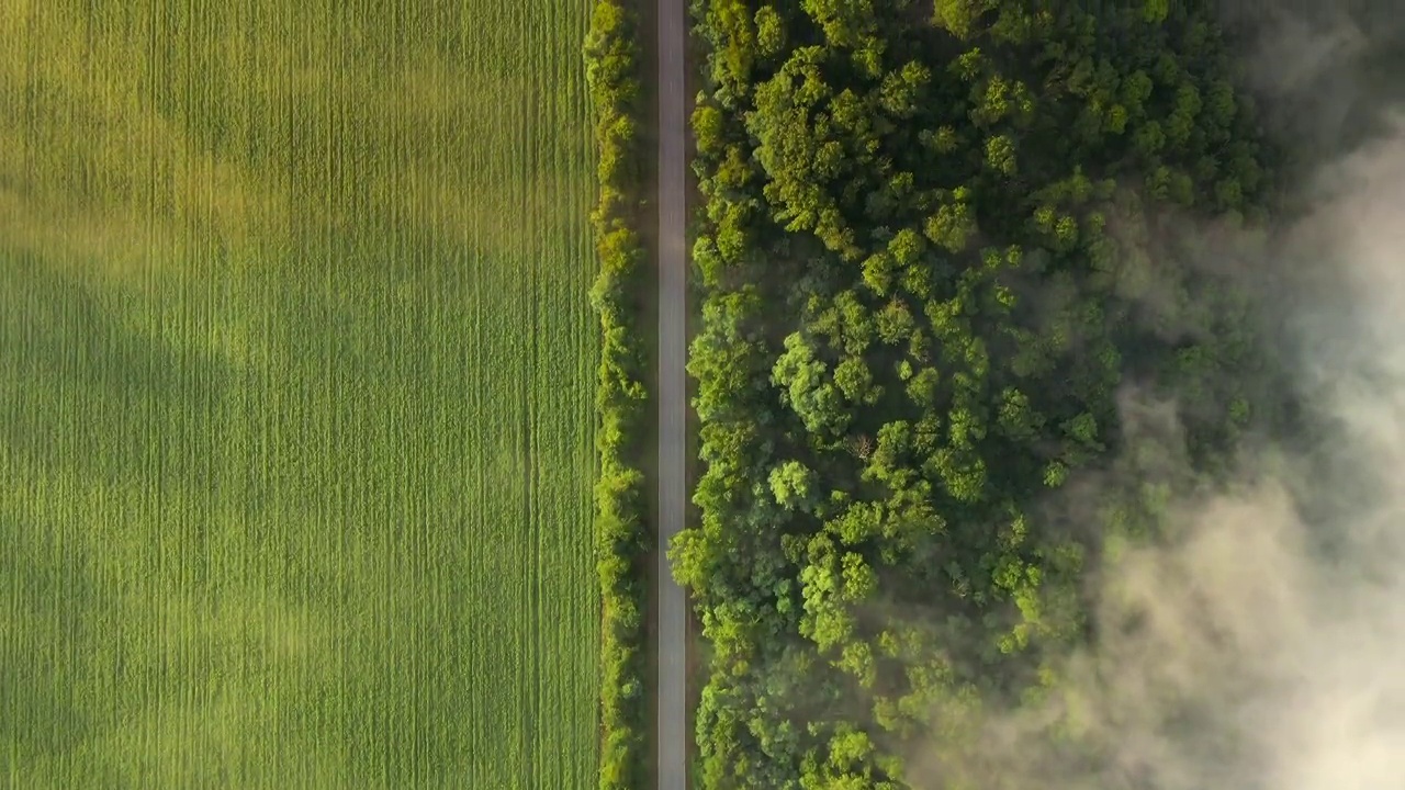 早晨的浓雾笼罩着穿过田野的道路。视频素材