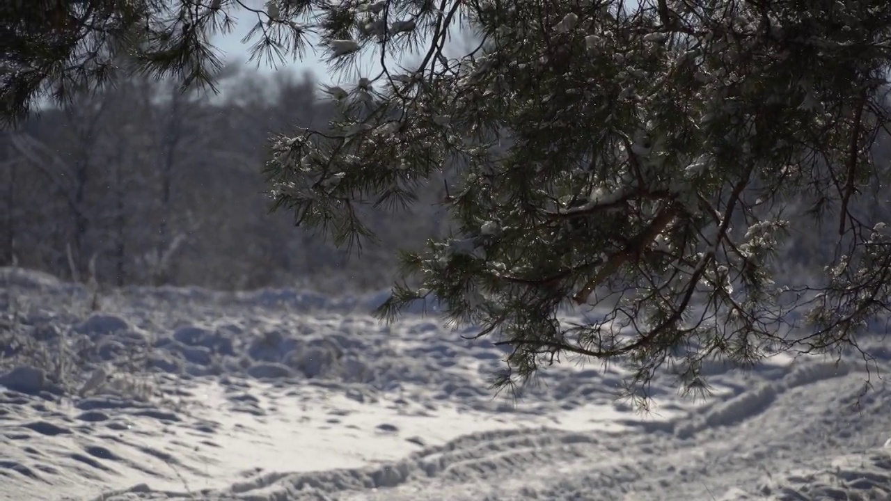 雪林中云杉树枝上的雪视频素材