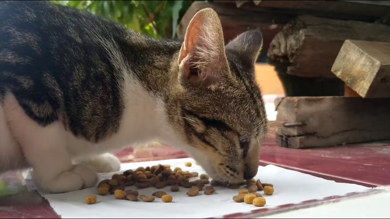 猫咪吃零食的特写视频视频素材