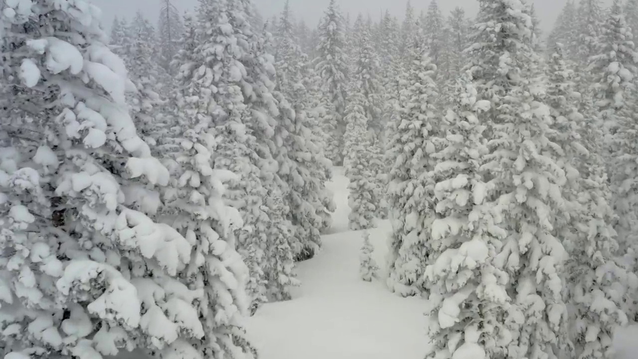 白雪覆盖的松树无人机的观点视频素材