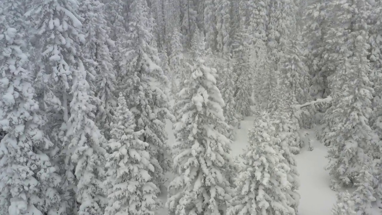 冬天的雪覆盖松树无人机的观点视频素材