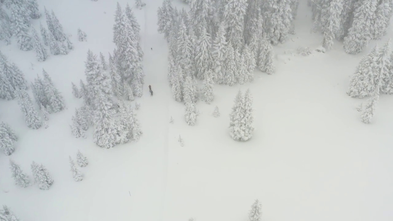 滑雪旅游通过雪山松树森林无人机的观点视频素材