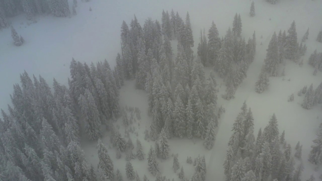 松树林无人机视角下的雪天暴风雪视频素材