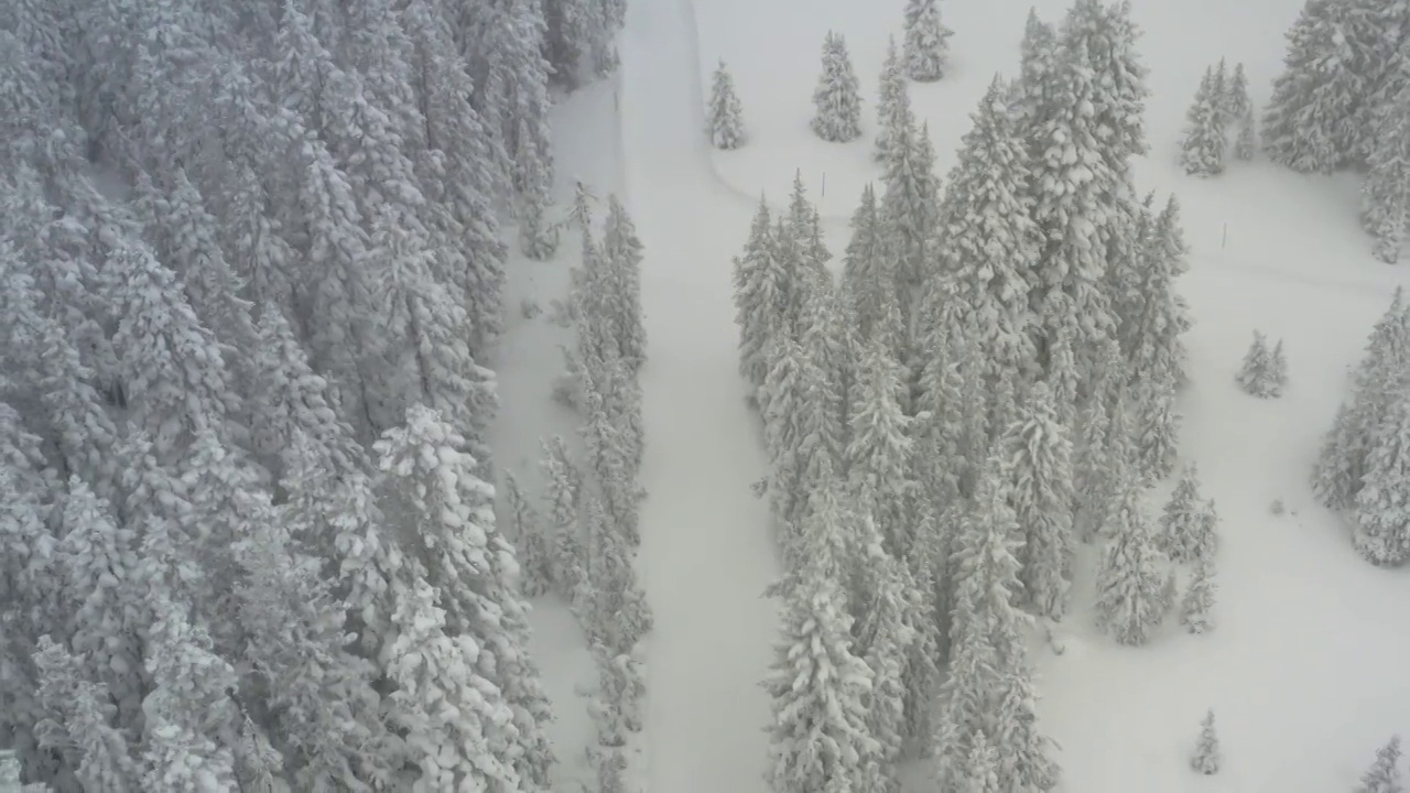 雪天松树无人机在暴风雪条件下的观点视频素材