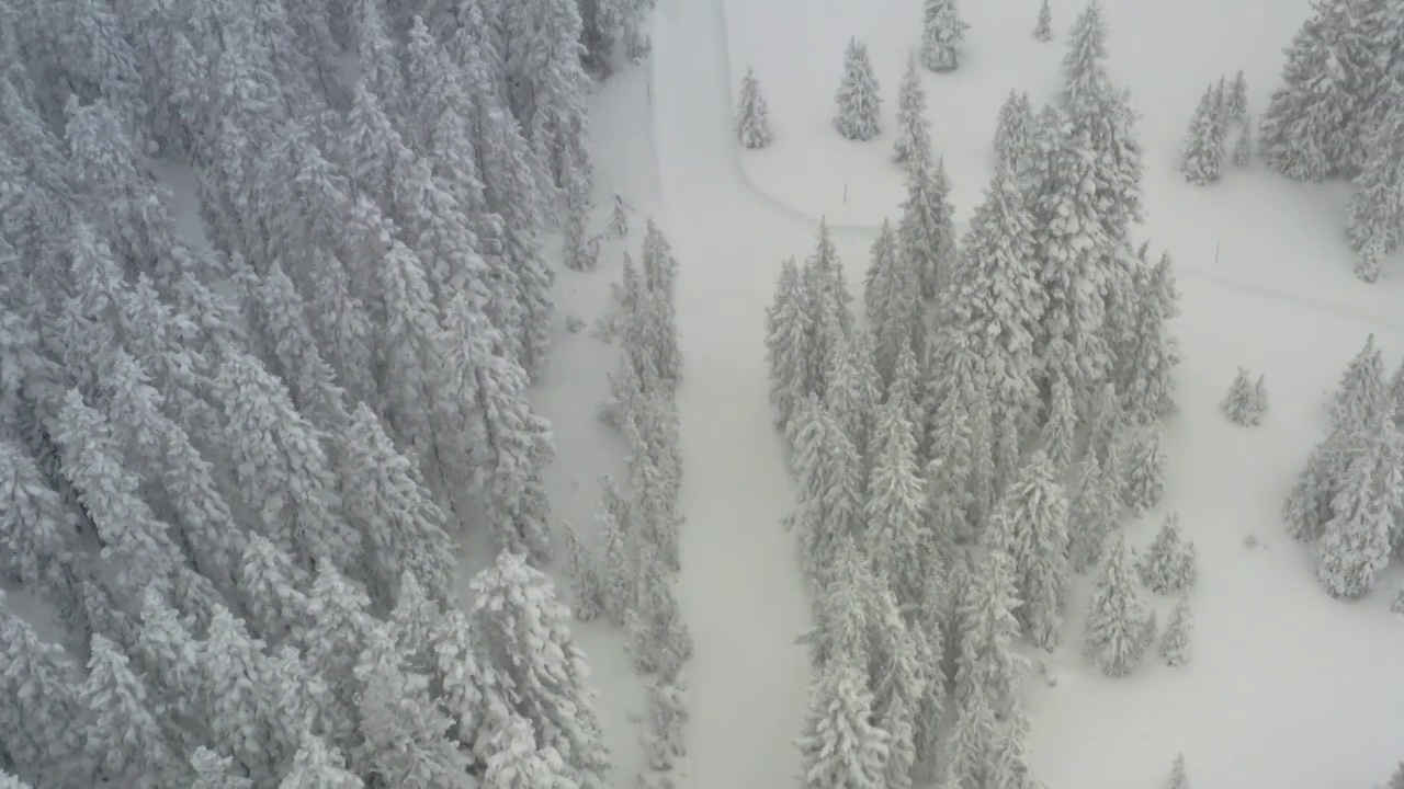 缓慢移动的视频下雪的松树无人机的观点视频素材