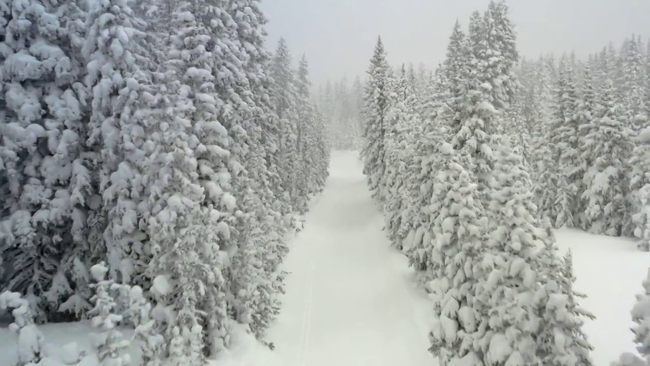 小径穿过雪山松树无人机的观点视频素材