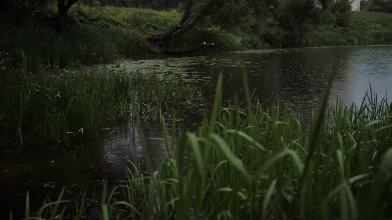 在下雨的时候，相机从岸边的草地上拍下了森林湖。视频素材