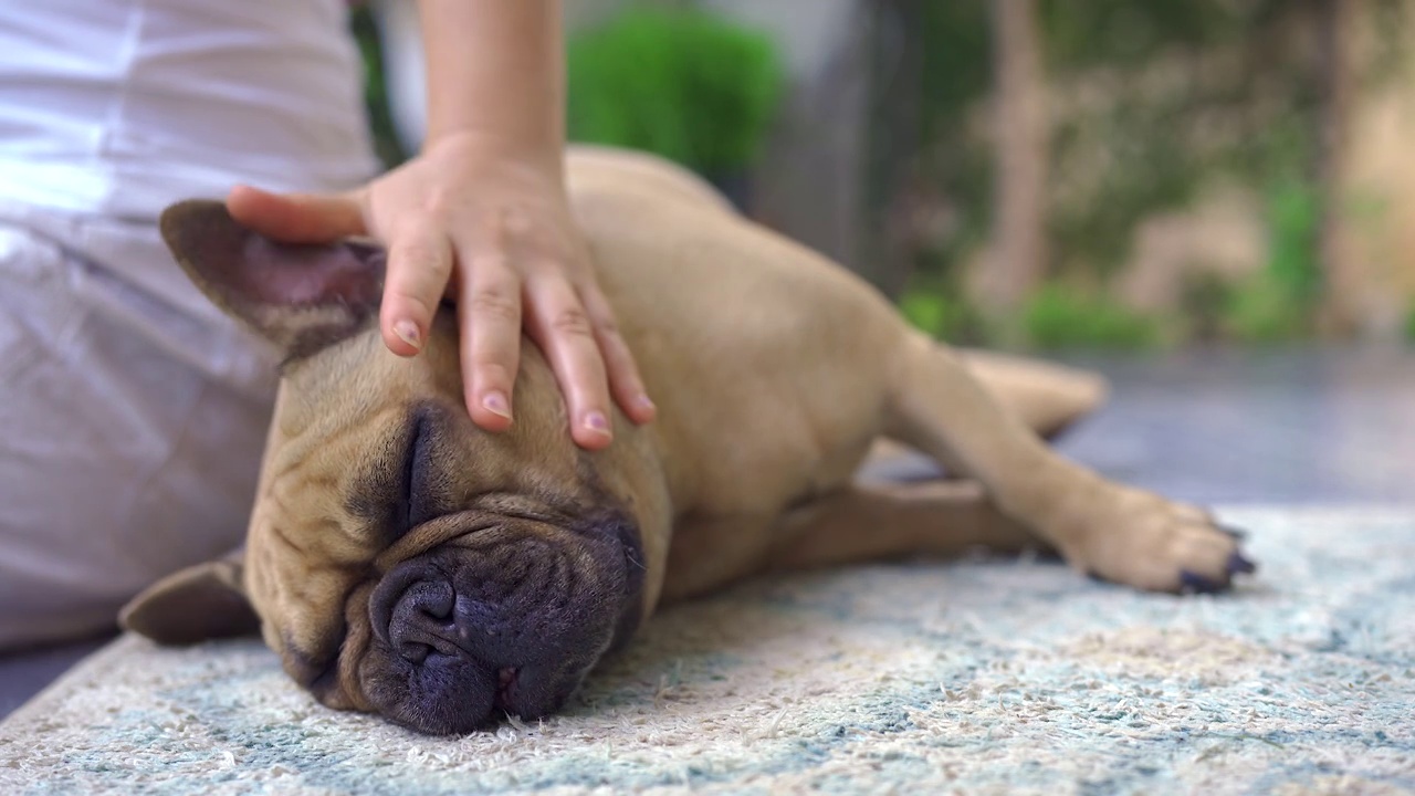 可爱的法国斗牛犬躺在垫子户外与年轻女子。视频素材