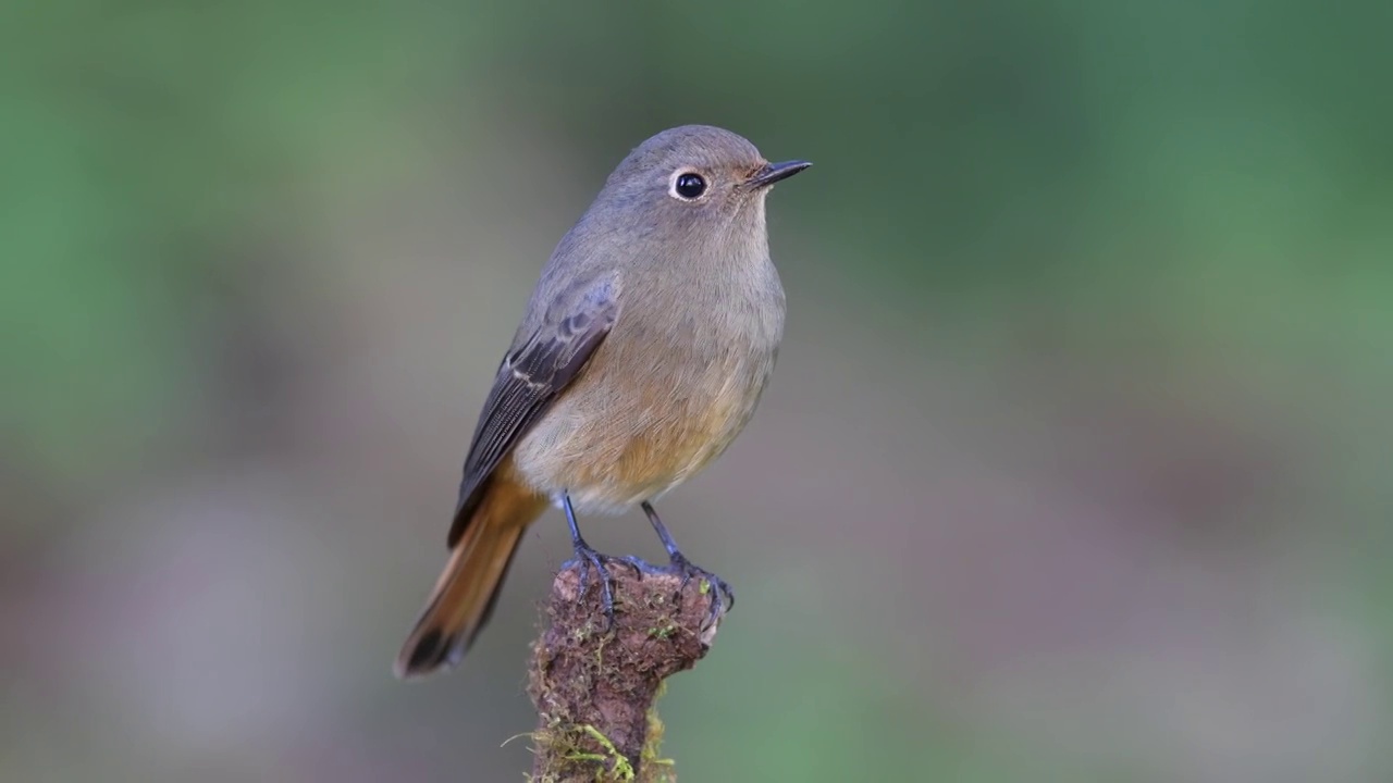 雌性的蓝鸟。全长蓝额红星(腓尼基urus frontalis)。不寻常的冬候鸟。在泰国北部的大自然中发现。候鸟。视频下载