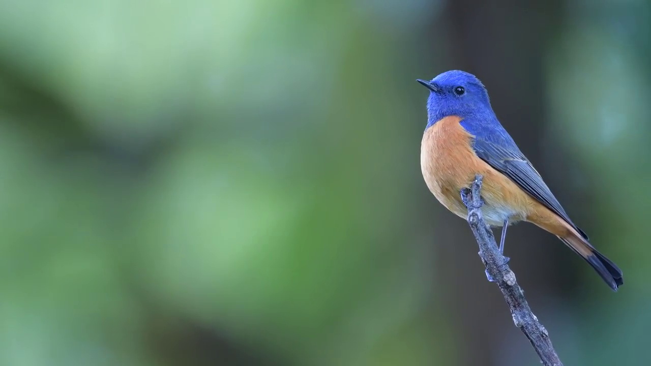 男性蓝鸟。全长的蓝色正面的红尾鸲(腓尼基urus frontalis)。不寻常的冬候鸟。在泰国北部的大自然中发现。候鸟。视频下载