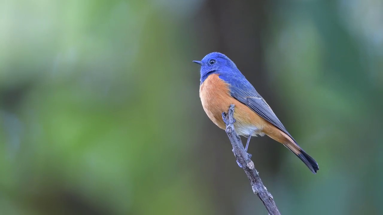 男性蓝鸟。全长的蓝色正面的红尾鸲(腓尼基urus frontalis)。不寻常的冬候鸟。在泰国北部的大自然中发现。候鸟。视频下载