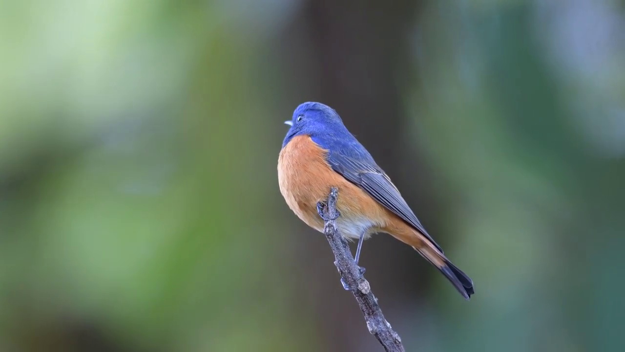 男性蓝鸟。全长的蓝色正面的红尾鸲(腓尼基urus frontalis)。不寻常的冬候鸟。在泰国北部的大自然中发现。候鸟。视频下载