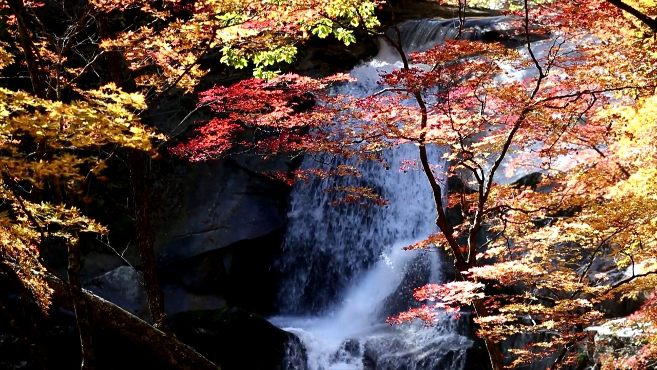 在韩国江原道仁济郡Bangtaesan山的山谷里，秋叶和瀑布视频素材