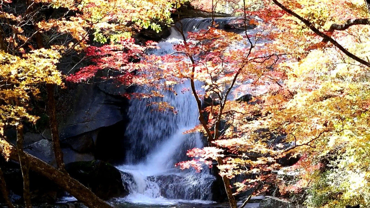 在韩国江原道仁济郡Bangtaesan山的山谷里，秋叶和瀑布视频素材