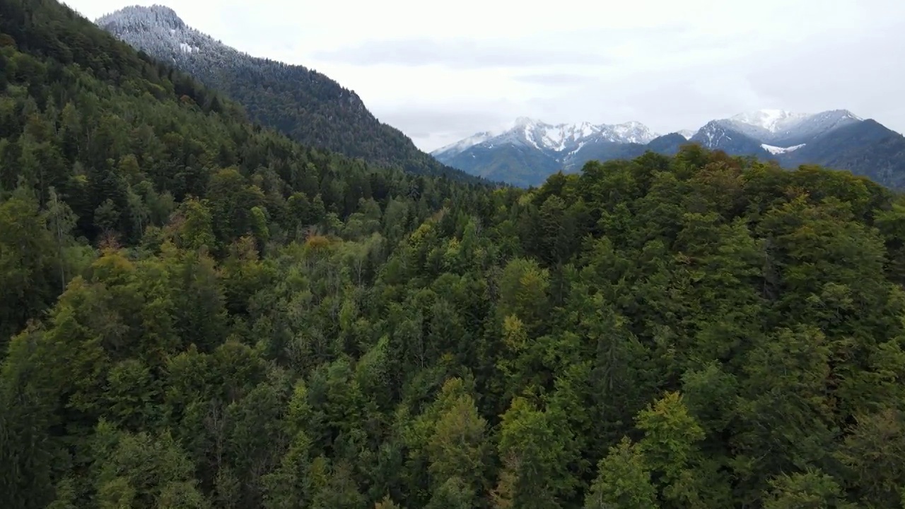 无人机拍摄的冷杉树在巴伐利亚的Ruhpolding山与雪山在前面视频素材