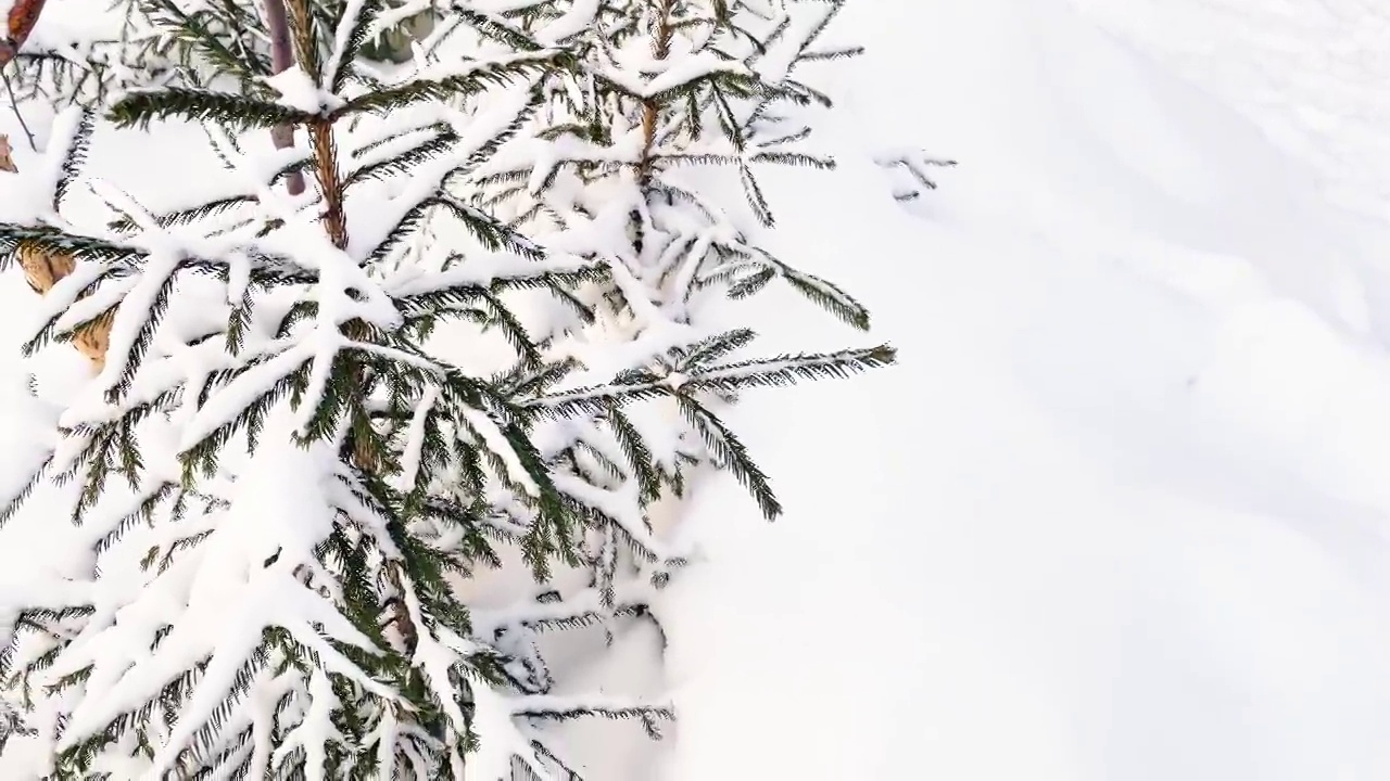 冬天森林里飘着雪花的小云杉。关闭了。本空间视频素材