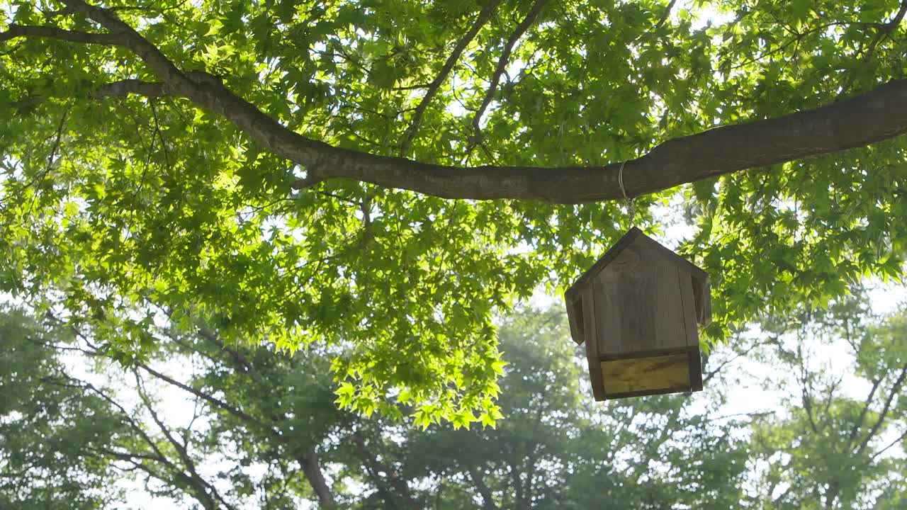 阳光照在枫树和鸟屋/韩国视频素材