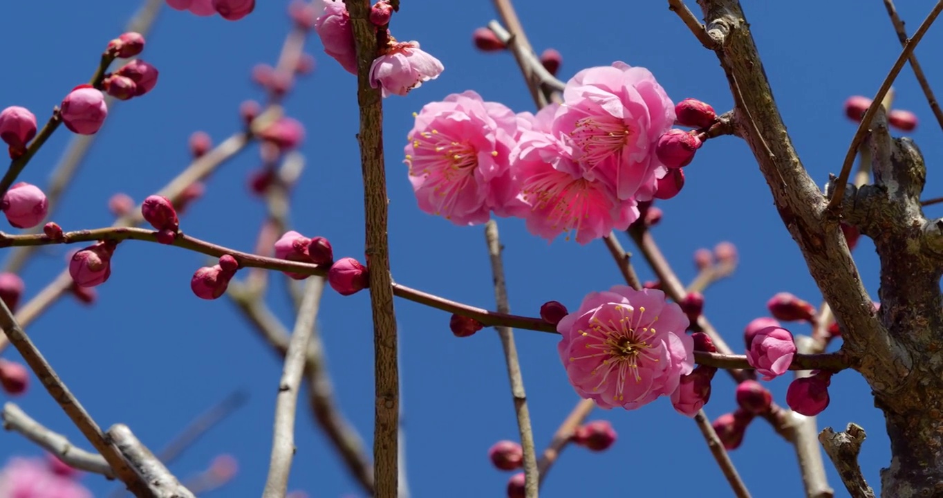 粉色的梅花。粉色的梅花绽放。视频素材