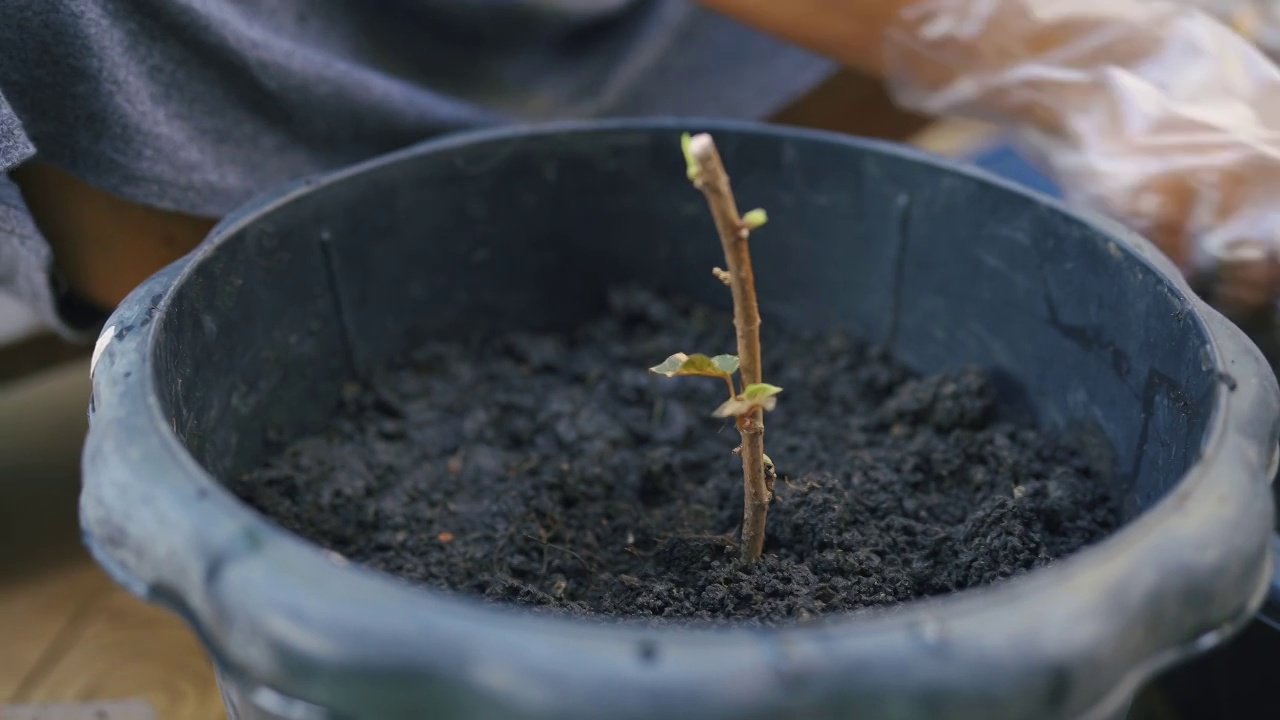 老太太在家种花。视频素材