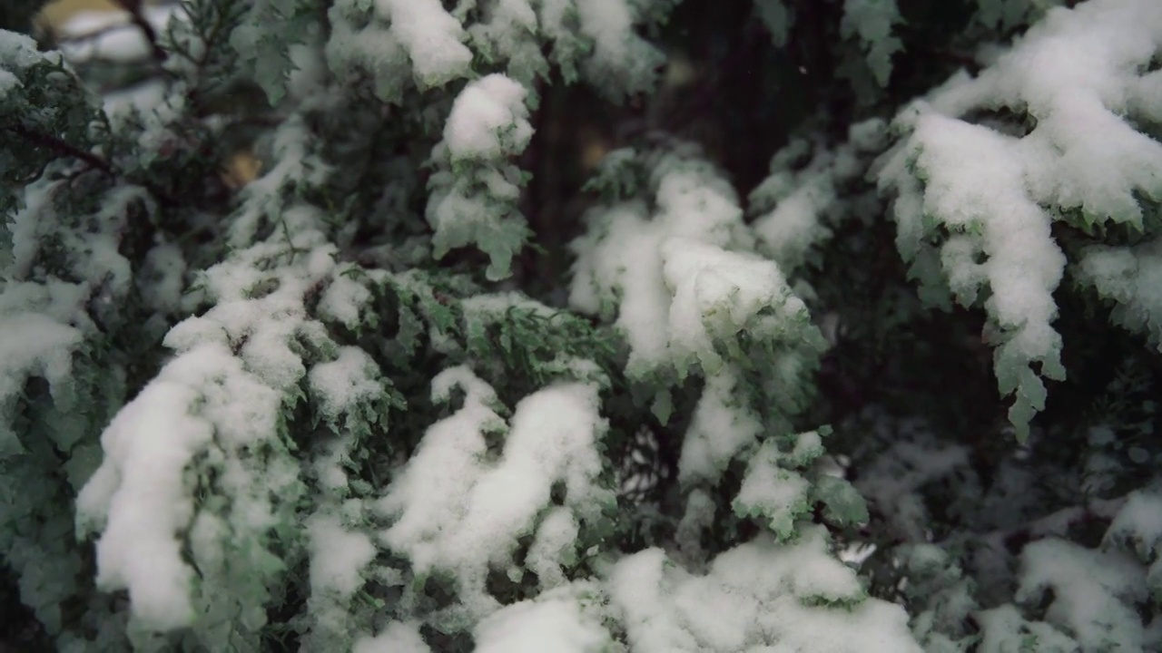 近距离拍摄覆盖着雪的云杉树枝视频素材