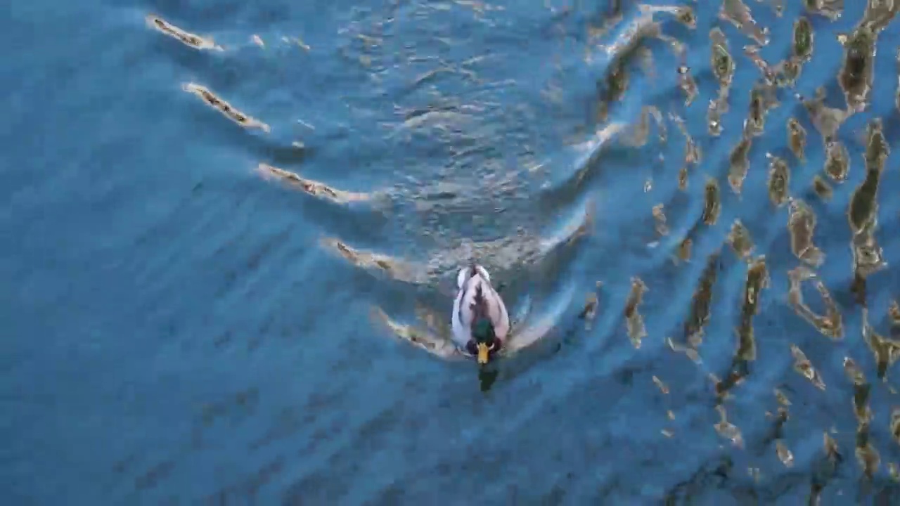 水面上漂浮的鸭子的俯视图视频素材